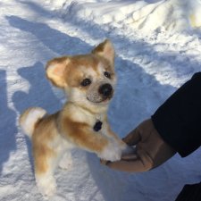 Мы гуляем с Домиником