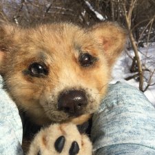 Реалистичные мягкие игрушки в стиле натюр. К нам приехал второй щенок