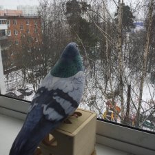 Реалистичный питомец - наш голубок Гугл