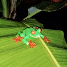 Красноглазая древесная лягушка или просто наш Деймикс