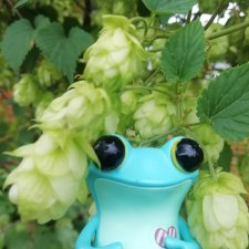 Apo frogs Маркус. Осенние денечки