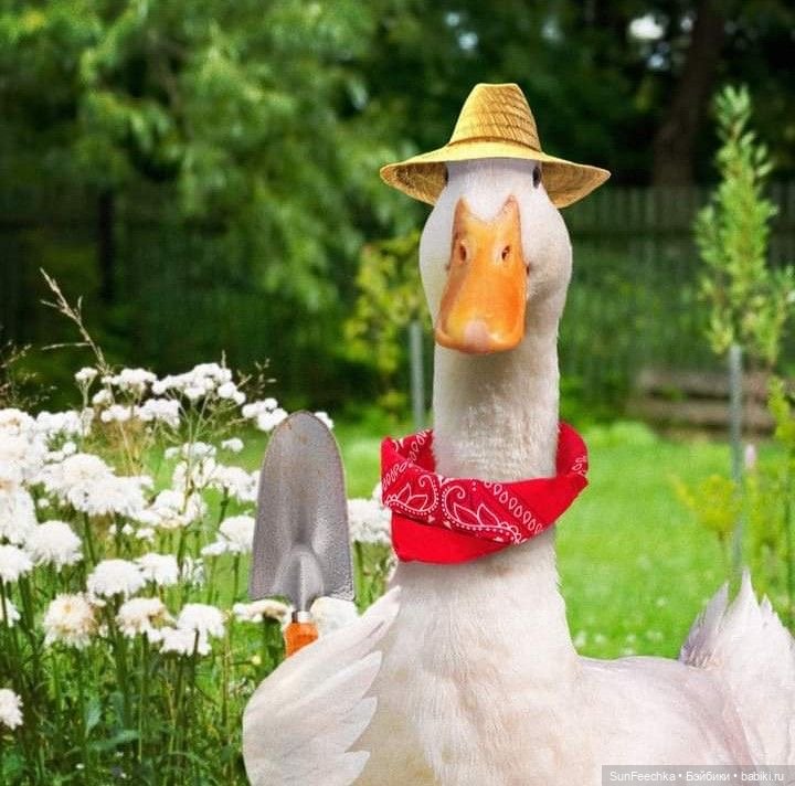 Гусемания у нас дома. Савелий 🪶 (фото 5)