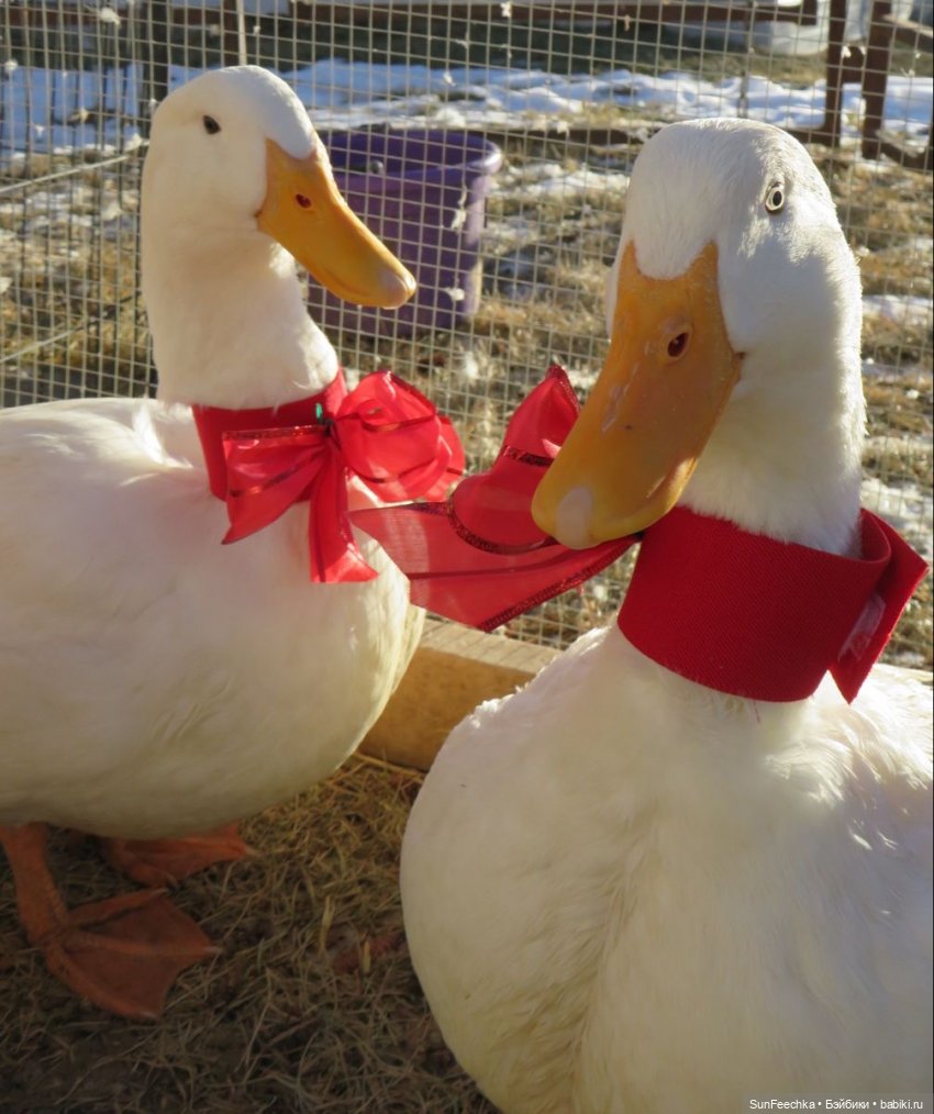 Гусемания у нас дома. Савелий 🪶 (фото 9)