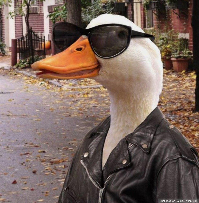 Гусемания у нас дома. Савелий 🪶 (фото 6)