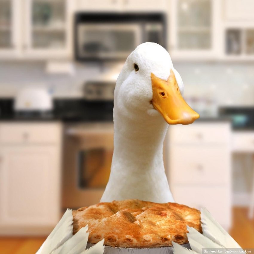 Гусемания у нас дома. Савелий 🪶 (фото 8)