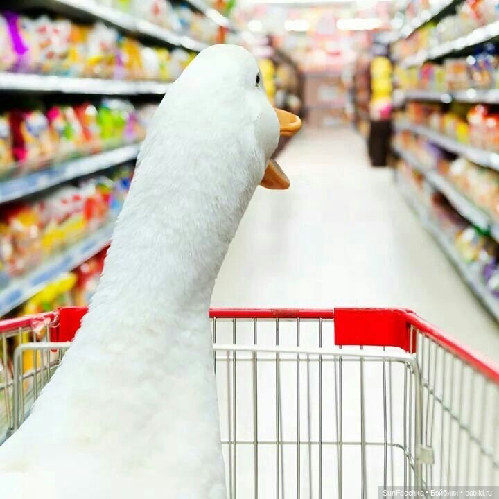 Гусемания у нас дома. Савелий 🪶 (фото 7)