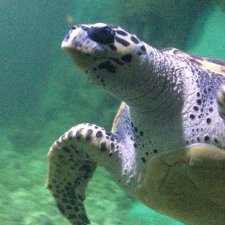 Прогулка по океанариуму в ТЦ РИО