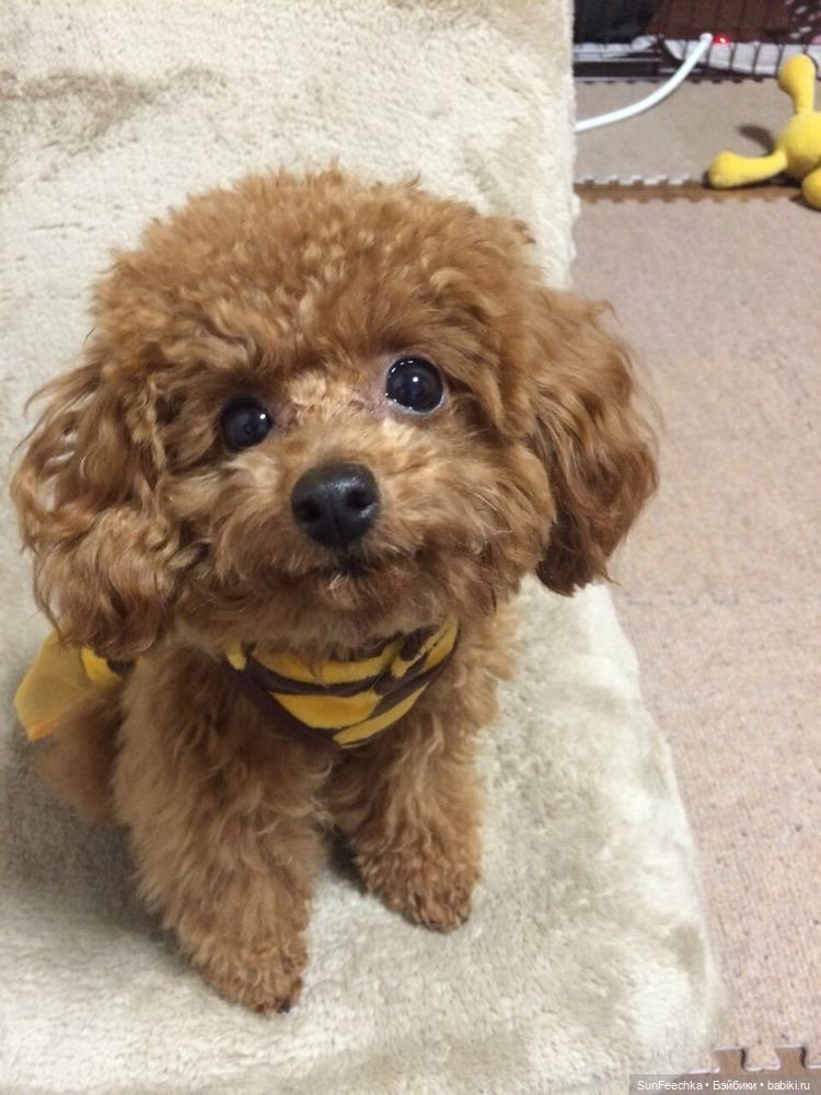 В ожидании Груши 🍐 — Мягкие игровые и текстильные куклы: тряпичные (фото 10)