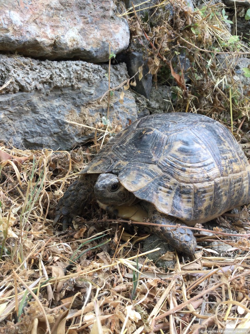 Мистер Бин покоряет Турцию или как Турция покорила мистера Бина