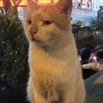 Котиками Алании посвящаю