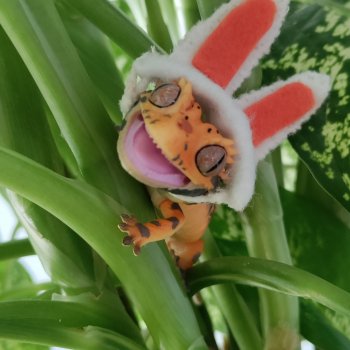 Гошка везде сущий