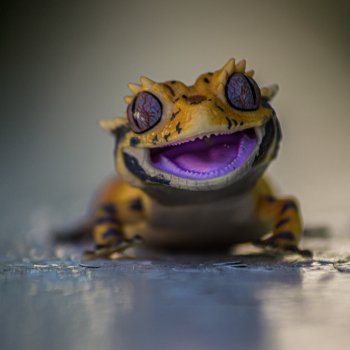 Гошка в мае