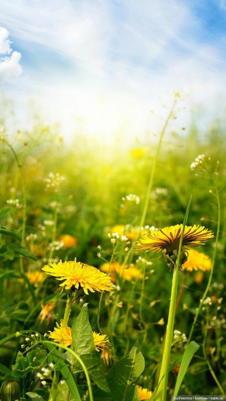 О том, о сём с Изи 🚘 Одуванчик | Бэйбики О том, о сём с Изи 🚘 Одуванчик (фото 6)