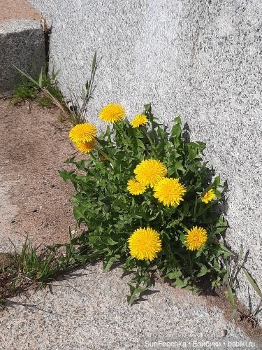 О том, о сём с Изи 🚘 Одуванчик | Бэйбики О том, о сём с Изи 🚘 Одуванчик (фото 5)