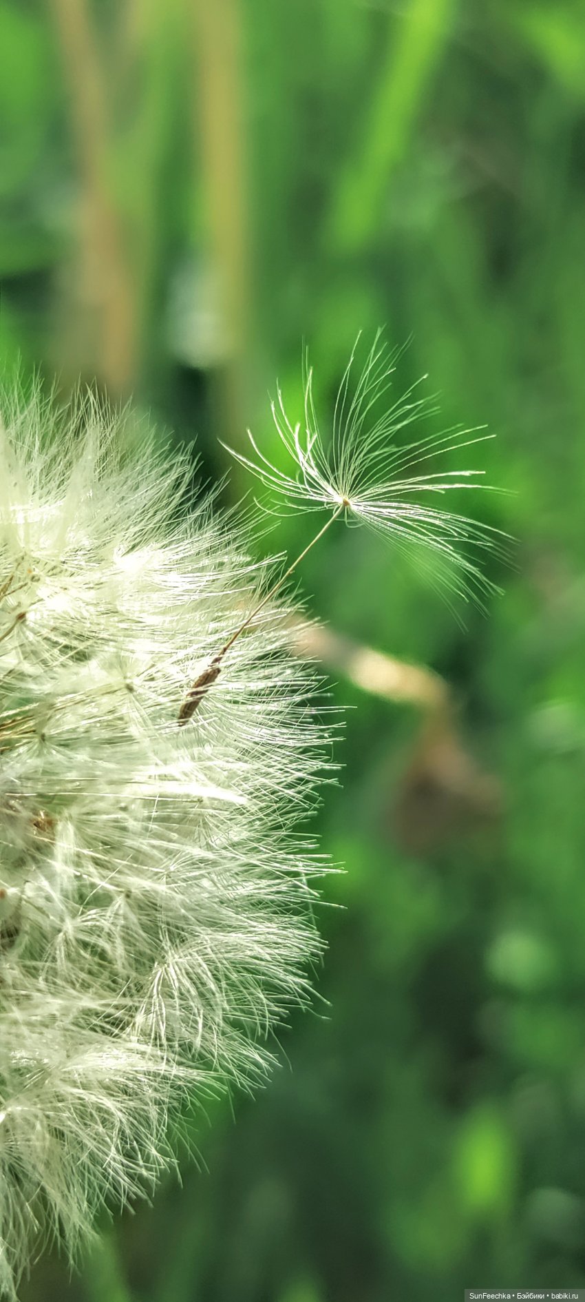 О том, о сём с Изи 🚘 Одуванчик | Бэйбики О том, о сём с Изи 🚘 Одуванчик (фото 3)