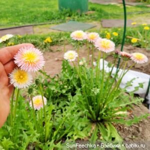 О том, о сём с Изи 🚘 Одуванчик | Бэйбики О том, о сём с Изи 🚘 Одуванчик (фото 7)