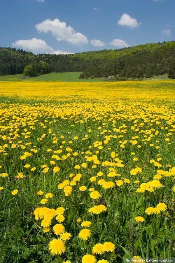 О том, о сём с Изи 🚘 Одуванчик | Бэйбики О том, о сём с Изи 🚘 Одуванчик (фото 8)