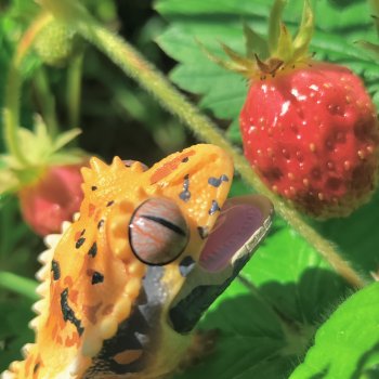 Гошка в лете