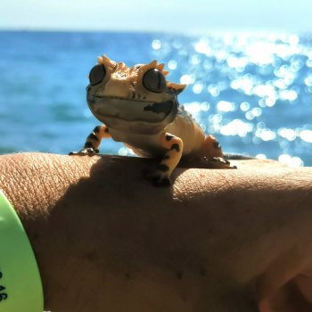 Бананожор Гоша