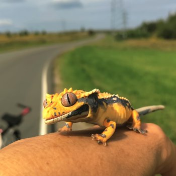 Велотур с Гошей по родным просторам