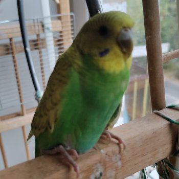 Наши питомцы. Волнистик Ричи