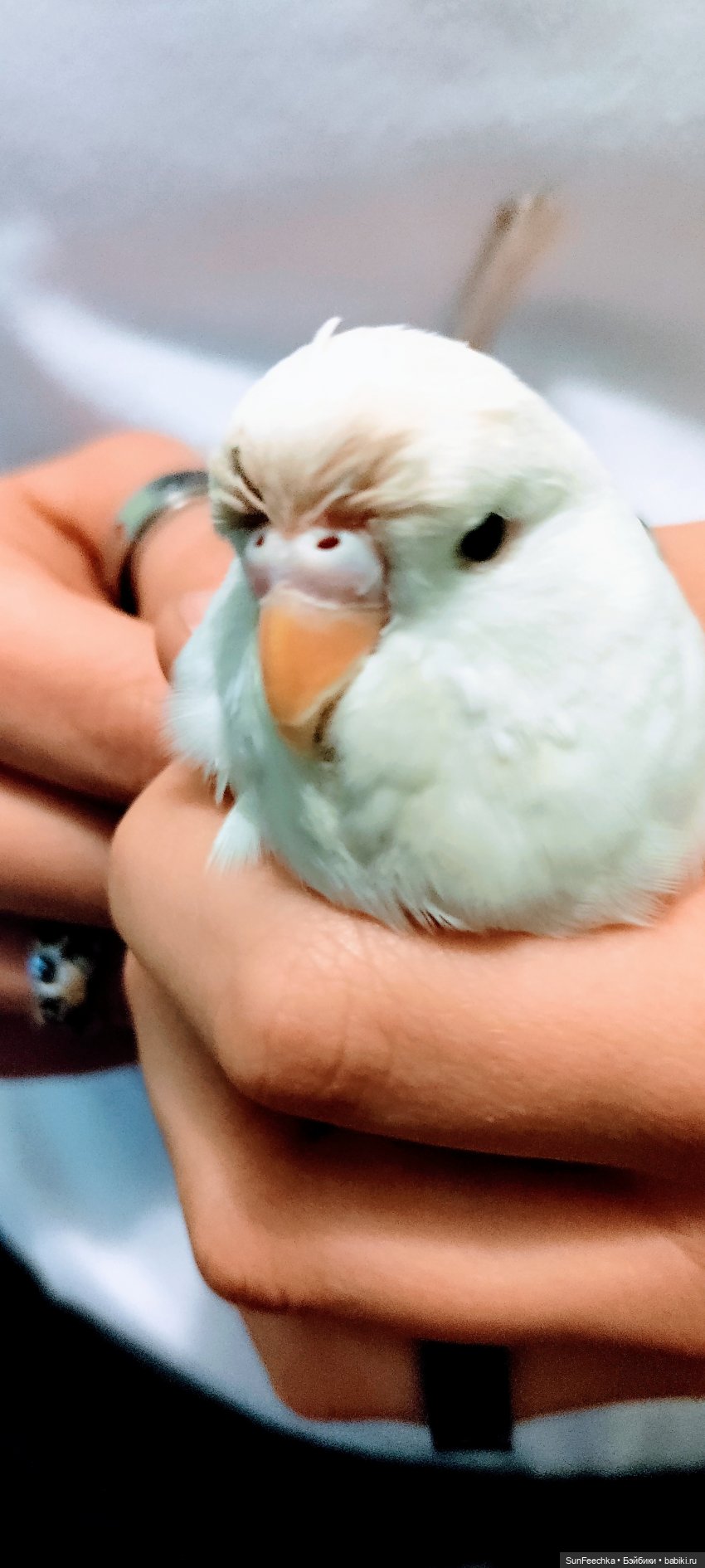 Чопер - наша звезда 🌟 — В мире животных: смешные фото питомцев и зверей (фото 2)