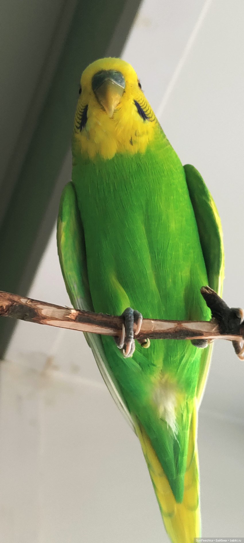 Чопер - наша звезда 🌟 — В мире животных: смешные фото питомцев и зверей