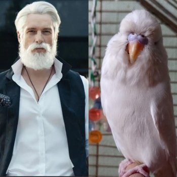 Чопер - наша звезда 🌟