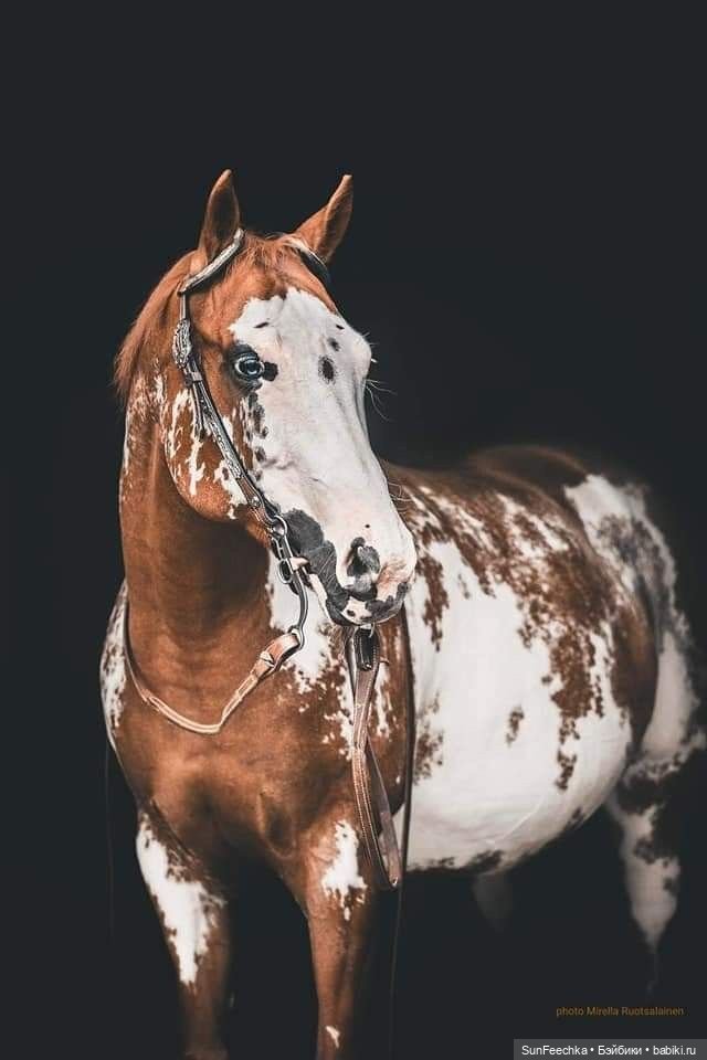 Боевой конь Сикис | Бэйбики Боевой конь Сикис — Коллекционные экшн (фото 8)