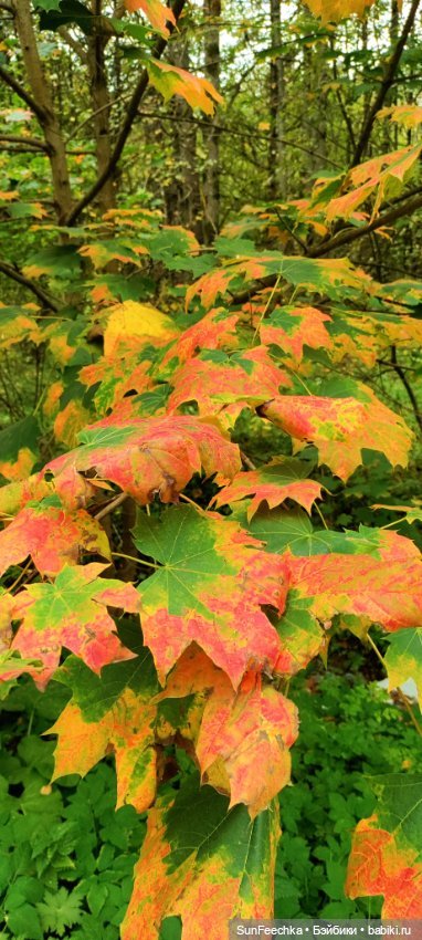 Большое путешествие обыкновенной улитки (фото 6)