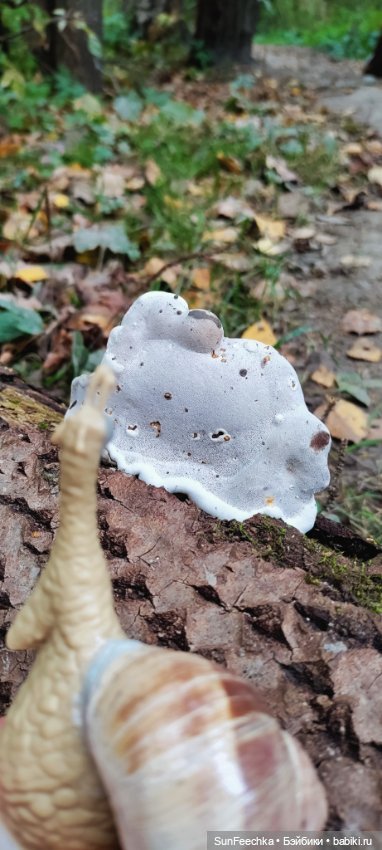 Большое путешествие обыкновенной улитки (фото 10)