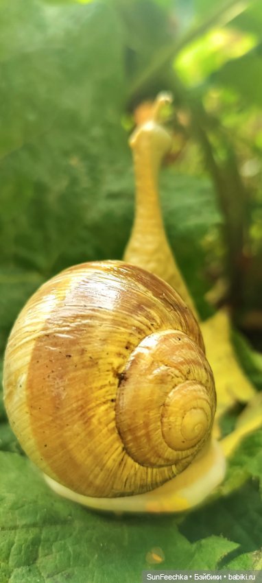 Большое путешествие обыкновенной улитки