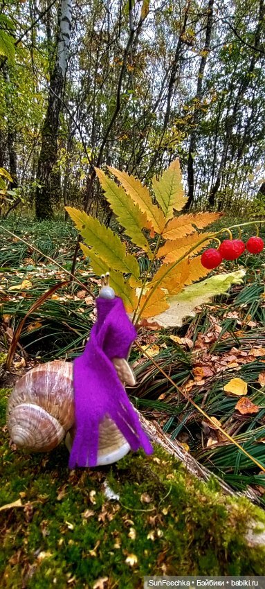 Субботнее утро обыкновенной улитки (фото 8)