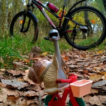 Субботнее утро обыкновенной улитки