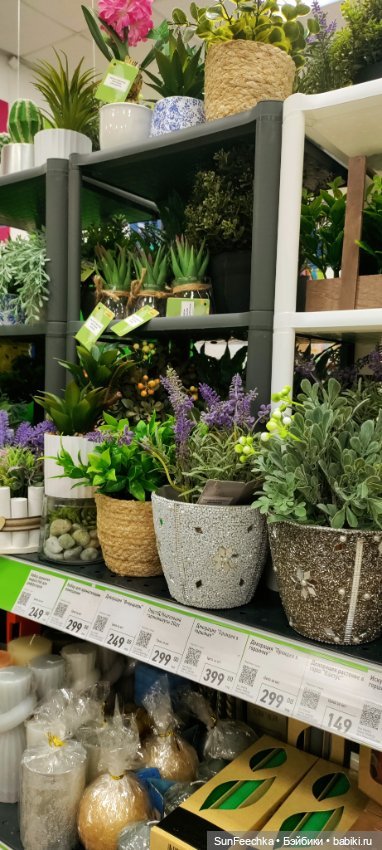 Тихое счастье обыкновенной улитки (фото 5)