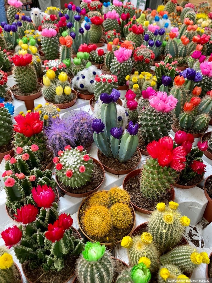 Тихое счастье обыкновенной улитки