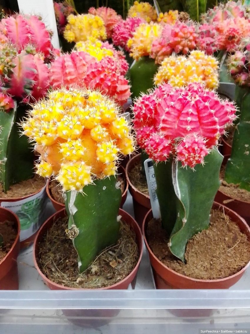 Тихое счастье обыкновенной улитки