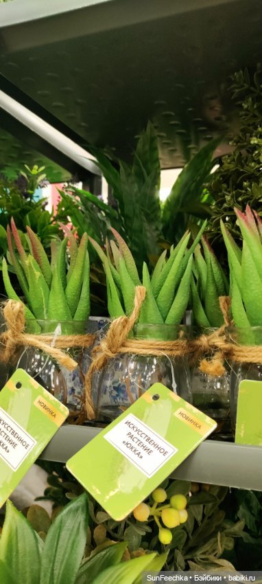 Тихое счастье обыкновенной улитки