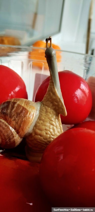 Дзен обыкновенной улитки — Интересные игрушки и фигурки (разное): редкие