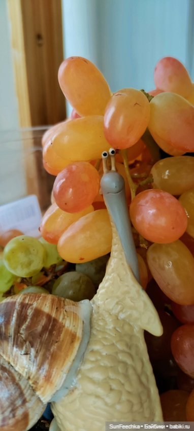 Дзен обыкновенной улитки — Интересные игрушки и фигурки (разное): редкие