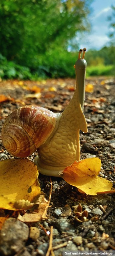 Дзен обыкновенной улитки — Интересные игрушки и фигурки (разное): редкие