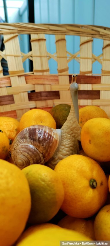 Дзен обыкновенной улитки — Интересные игрушки и фигурки (разное): редкие