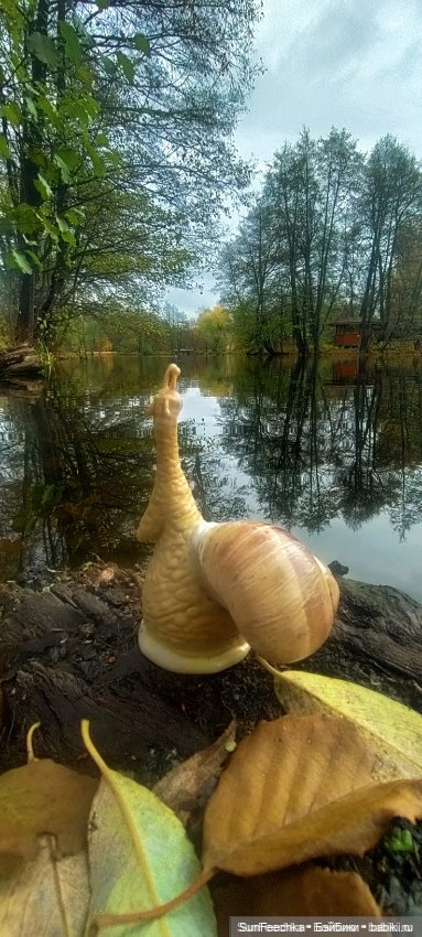 Дзен обыкновенной улитки — Интересные игрушки и фигурки (разное): редкие (фото 4)