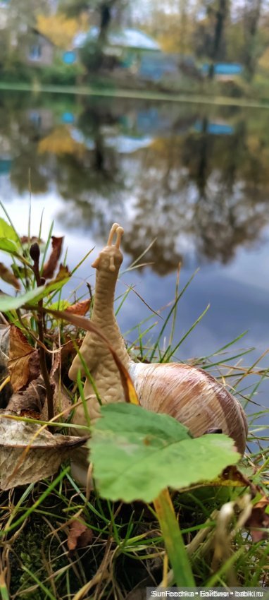 Дзен обыкновенной улитки — Интересные игрушки и фигурки (разное): редкие (фото 5)