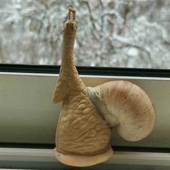 Первое чудо  обыкновенной улитки