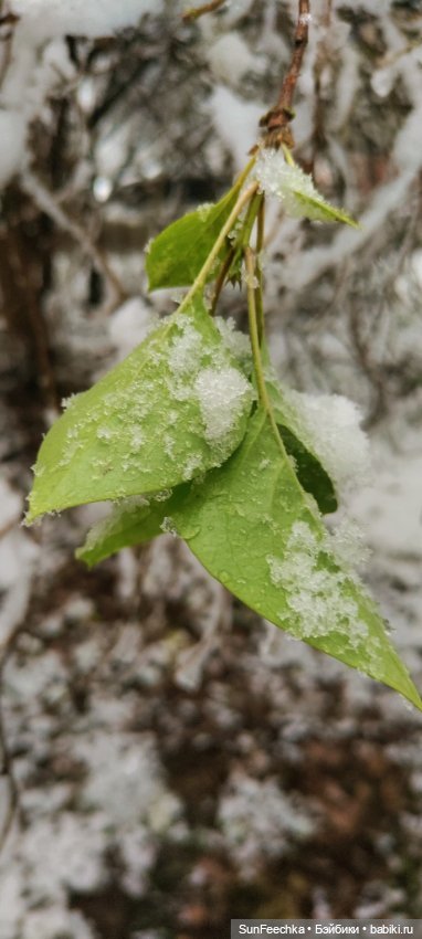 Первое чудо обыкновенной улитки