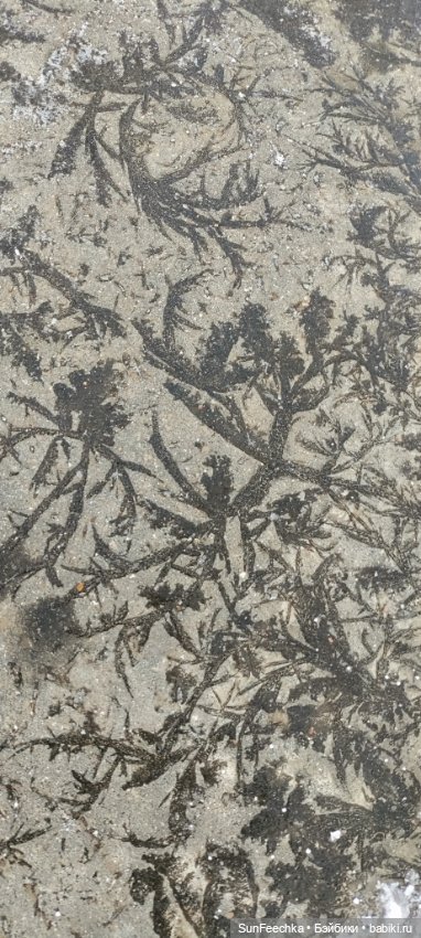 Первое чудо обыкновенной улитки (фото 8)