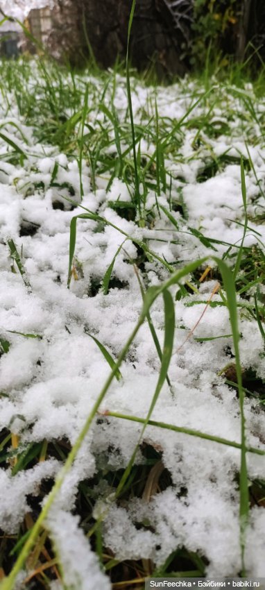 Первое чудо обыкновенной улитки