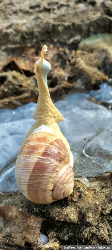 Первое чудо обыкновенной улитки