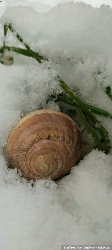 Первое чудо обыкновенной улитки (фото 6)